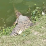 Jacare-e-encontrado-morto-na-Lagoa-Grande-ft-ed-santos-do-acorda-cidade-3
