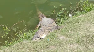 Jacare-e-encontrado-morto-na-Lagoa-Grande-ft-ed-santos-do-acorda-cidade