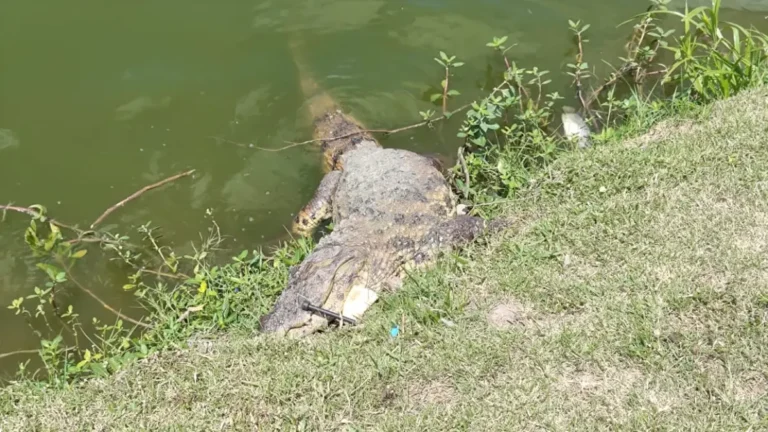 Jacare-e-encontrado-morto-na-Lagoa-Grande-ft-ed-santos-do-acorda-cidade