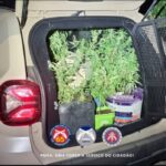 PM-apreende-quase-30-pes-de-maconha-no-distrito-de-Maria-Quiteria-em-Feira-de-Santana-foto-reproducao-1