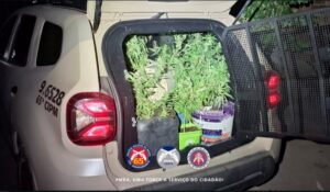 PM-apreende-quase-30-pes-de-maconha-no-distrito-de-Maria-Quiteria-em-Feira-de-Santana-foto-reproducao-1