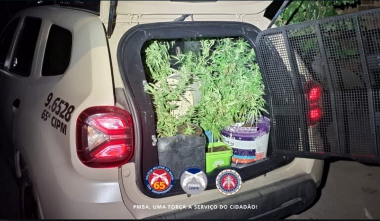 PM-apreende-quase-30-pes-de-maconha-no-distrito-de-Maria-Quiteria-em-Feira-de-Santana-foto-reproducao-1