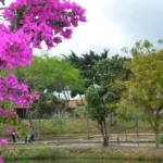 PRIMAVERA-NO-PARQUE-ERIVALDO-CERQUEIRA-FOTO-VALDENIR-LIMA-871