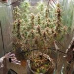 Policia-Civil-descobre-estufa-de-fabricacao-caseira-para-cultivo-de-maconha-foto-divulgacao-