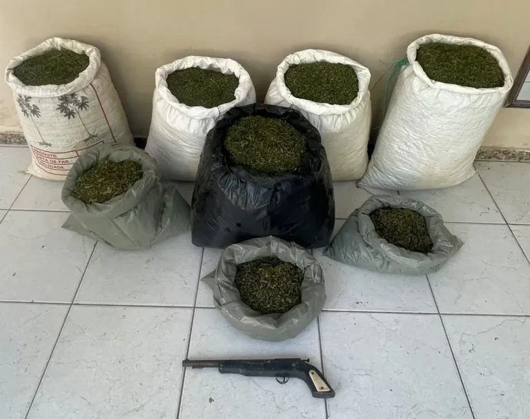apreensao-maconha-