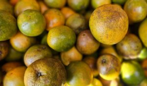 laranjas-no-centro-de-abastecimento-de-Feira-de-Santana-foto-Paulo-Jose-Acorda-Cidade-3