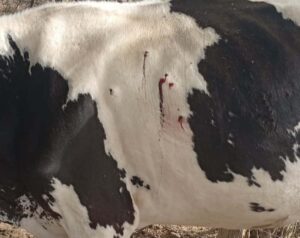 morte-de-animais-em-fazenda-de-Queimadas