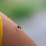 mosquito-do-genero-Culex-_-foto-reproducao