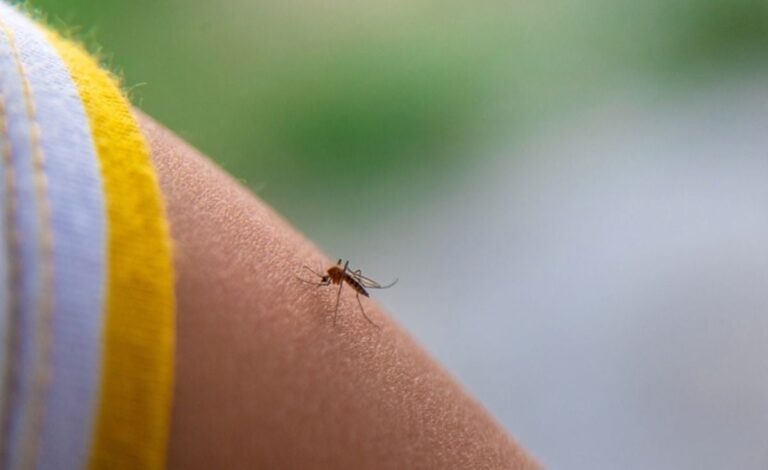 mosquito-do-genero-Culex-_-foto-reproducao