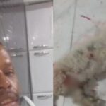 Cachorro-e-tutor-sao-mortos-a-tiros-dentro-de-casa-na-Bahia-animal-e-encontrado-ao-lado-do-corpo-do-dono