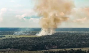 Floresta-fumaca-gases