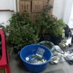 Homem-e-preso-apos-PM-encontrar-estufa-com-maconha-em-Feira-de-Santana-foto-divulgacao-