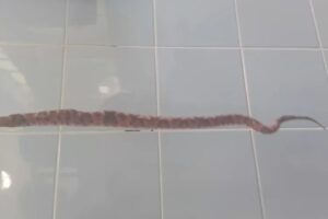 Vigia-morre-apos-ser-picado-por-jararaca-no-sudoeste-da-Bahia-Foto-WhatsApp-Achei-Sudoeste