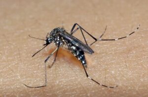 aedes-aegypt-dengue-foto-Raul-Santana-Fiocruz-Divulgacao