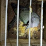 animais-apreensao-PRF-foto-divulgacao-