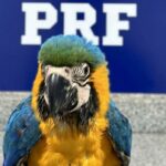 arara-resgatada-pela-PRF-foto-divulgacao-
