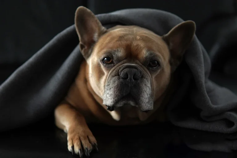 cachorro