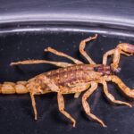 escorpiao