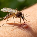 mosquito-da-dengue-foto-reporducao-
