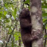 ourico-preto-extincao-devolvido-natureza-reserva-bracell
