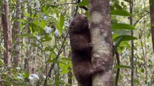 ourico-preto-extincao-devolvido-natureza-reserva-bracell