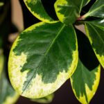 planta