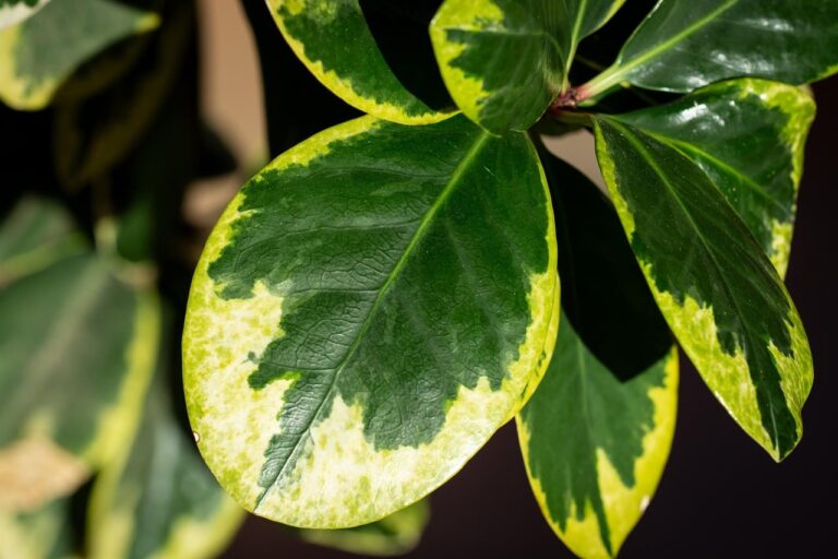 planta