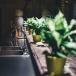 plantas