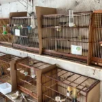 resgate-de-aves