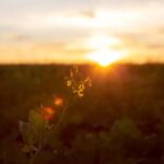 social-amanhecer-sol-dia-foto-freepik-701150-1