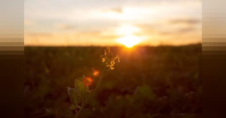 social-amanhecer-sol-dia-foto-freepik-701150