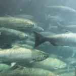 spring-salmon-arnold-01