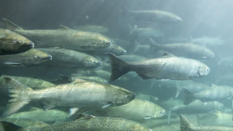 spring-salmon-arnold-01